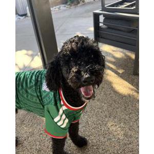 Image of unknown, Lost Dog