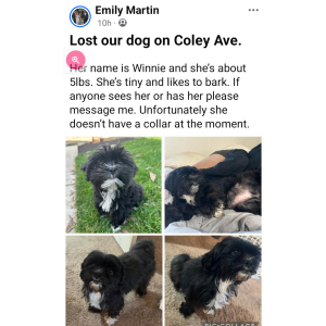 Image of Winnie, Lost Dog