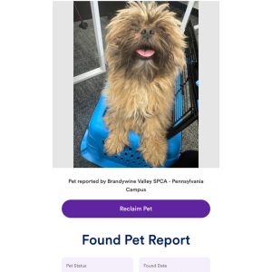 Lost Dog Teddy