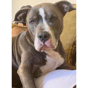 Image of Shazam, Lost Dog