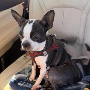 Image of Sake, Lost Dog