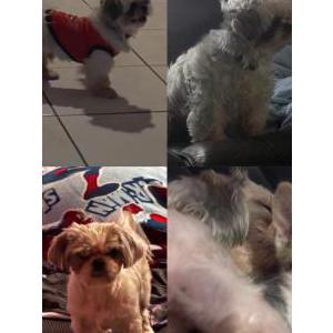 Image of Butter, Lost Dog