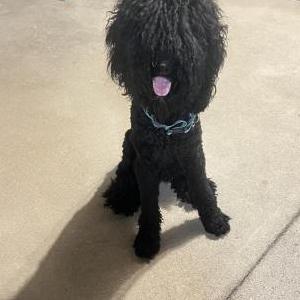 Image of Unknown, Found Dog