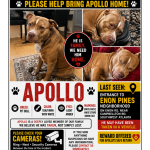 Image of Apollo, Lost Dog