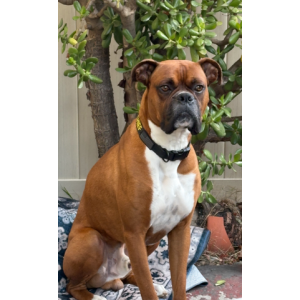 Image of Chief, Lost Dog