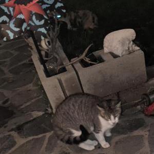 Image of Jack, Lost Cat