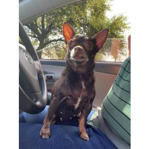 Image of Gigi, Lost Dog
