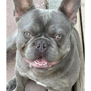 Image of Zeus, Lost Dog