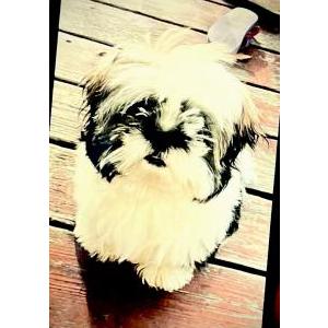 Image of Chiquita, Lost Dog