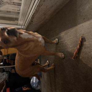 Image of Unsure, Found Dog