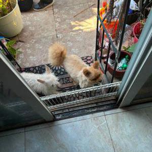 Image of miguel, Lost Dog