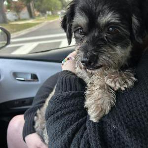 Found Dog Unknown