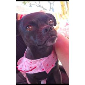 Image of Debbie, Lost Dog