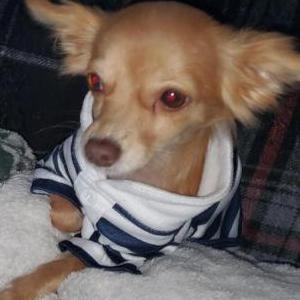 Image of Leah, Lost Dog