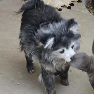 Image of Buddy, Lost Dog