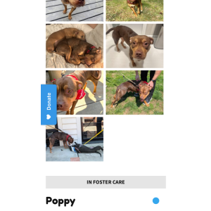 Image of Poppy, Lost Dog