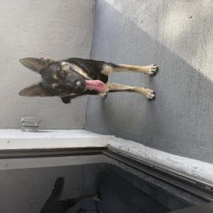 Image of Unknown, Found Dog