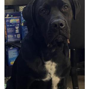 Image of Cairo, Lost Dog