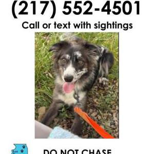 Image of Muffin, Lost Dog