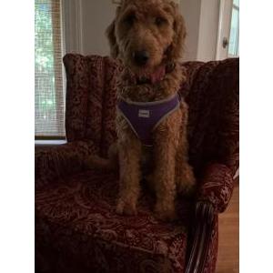 Image of Zozo, Lost Dog