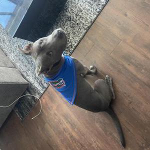 Image of Chance, Lost Dog