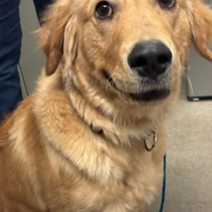 Image of Crockett, Lost Dog