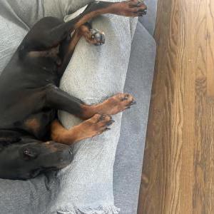 Image of Maverick, Lost Dog