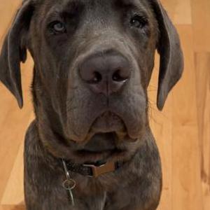 Image of Toby, Lost Dog