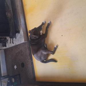 Lost 1 Choco (Maryland)