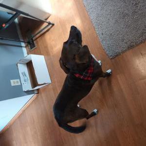 2nd Image of Choco, Lost Dog