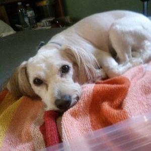Image of Puppy, Lost Dog
