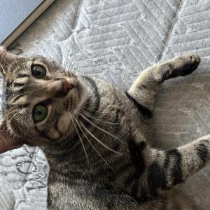 Image of Smough, Lost Cat