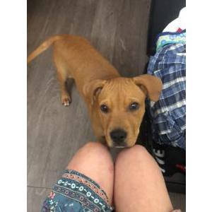 Image of Ollie, Lost Dog