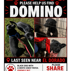 Lost 1 Domino (CA)
