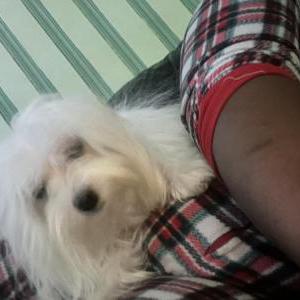 Image of Lolita, Lost Dog