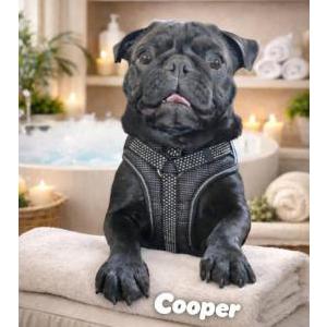 Image of Cooper, Lost Dog