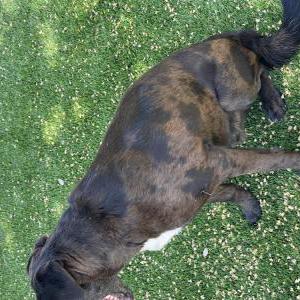 Image of Unknown, Found Dog