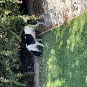 Image of Unknown, Found Dog