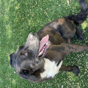 Image of Unknown, Found Dog