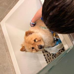 Image of Unknown, Found Dog