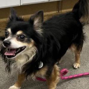 Lost 1 Rocky (Maryland)