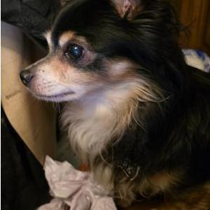 2nd Image of Rocky, Lost Dog