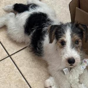 Image of Unknown, Found Dog