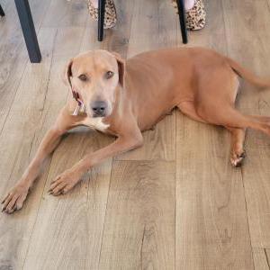 Image of Unknown, Found Dog