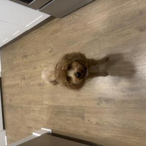 Image of Miko, Lost Dog