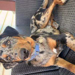 Image of Bo, Lost Dog