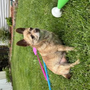 Image of Precious, Lost Dog