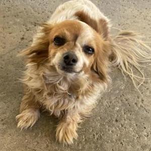 Image of Marsha, Lost Dog