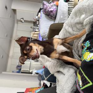 Image of Moka, Lost Dog