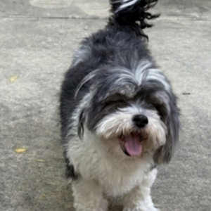 Image of Spencer, Lost Dog